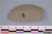 藏品(昆蟲化石)的圖片